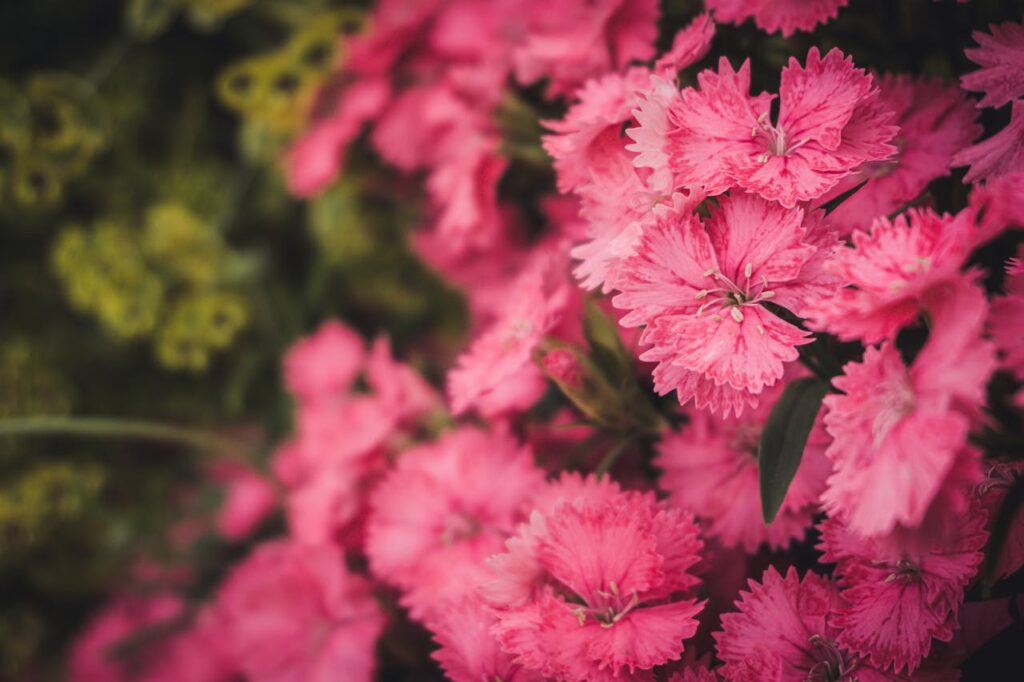 Dianthus: il fiore simbolo di eleganza e semplicità