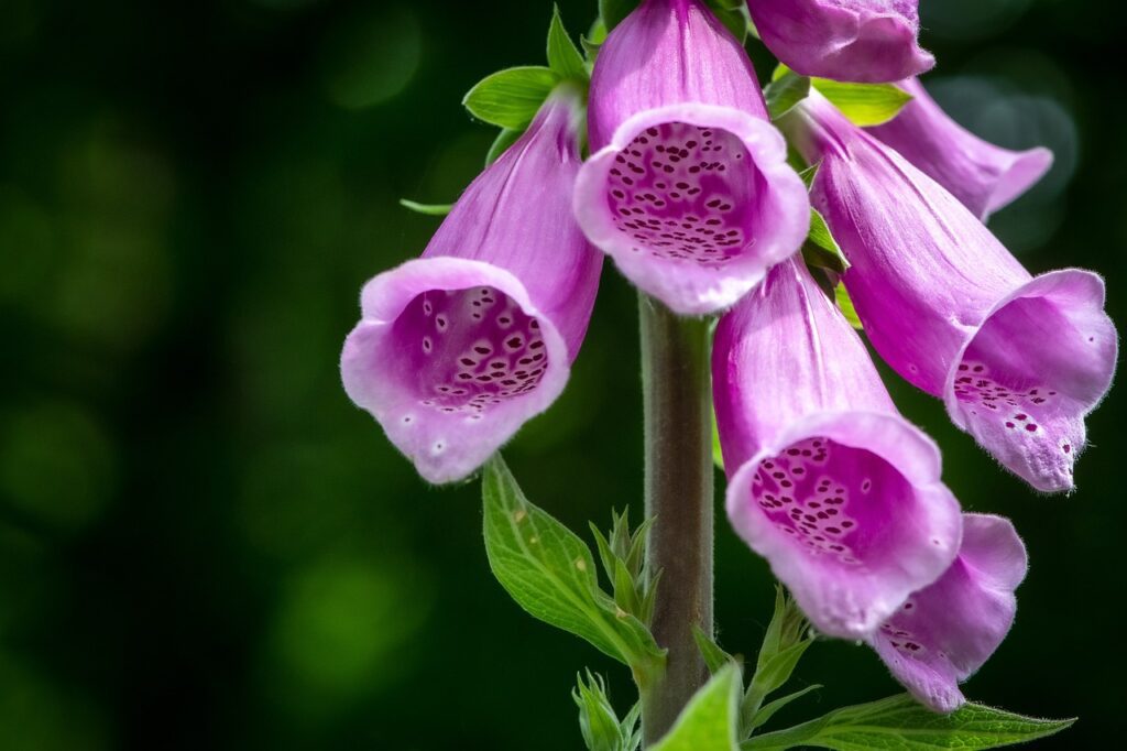 Digitalis: un fiore dai potenti effetti medicinali
