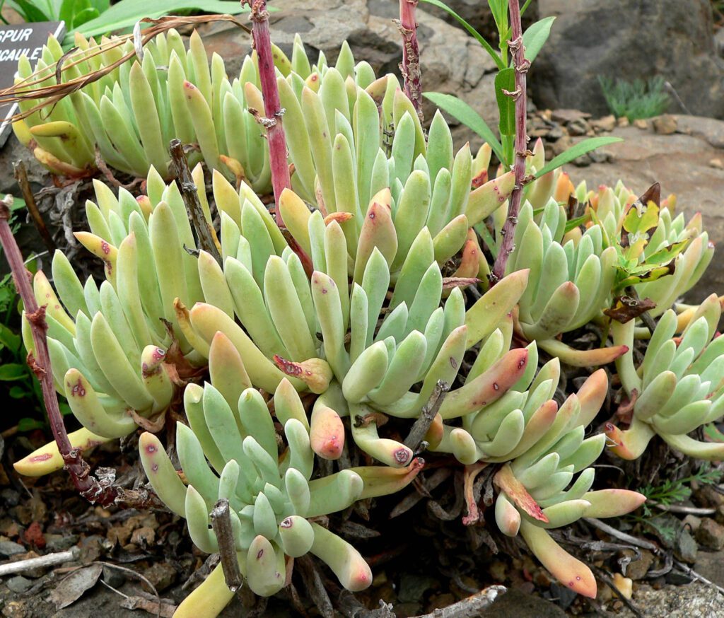 Dudleya