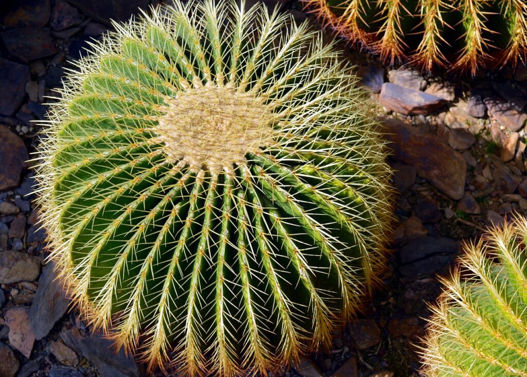 Echinocactus: il cactus globoso che incanta