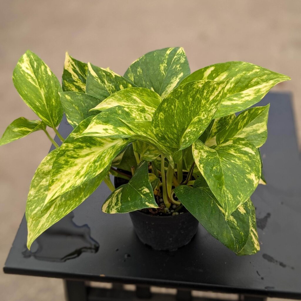 Epipremnum Aureum