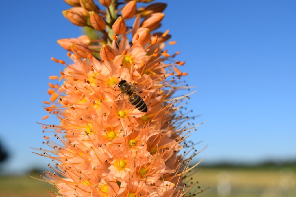 Eremurus: la maestosa "coda di volpe" dei giardini