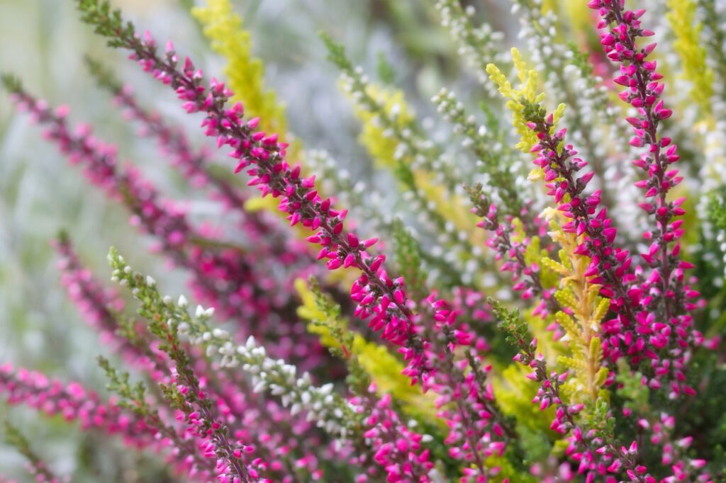 Erica: una pianta versatile dai mille benefici