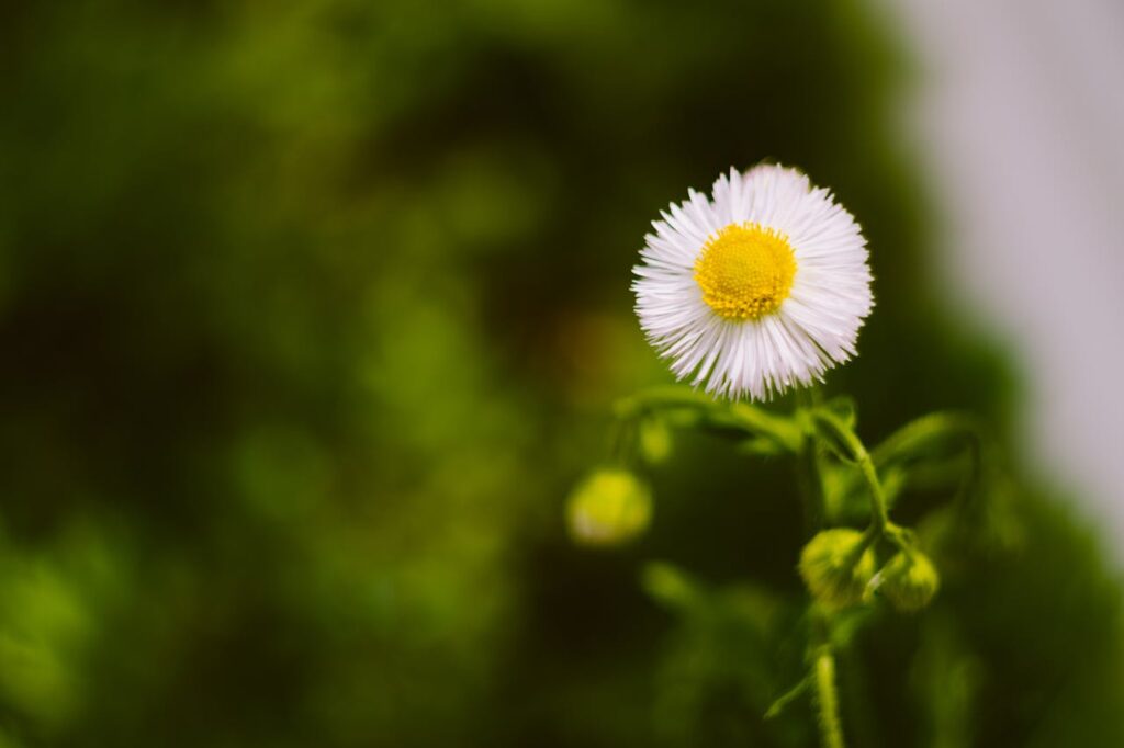 Erigeron: un fiore versatile e affascinante