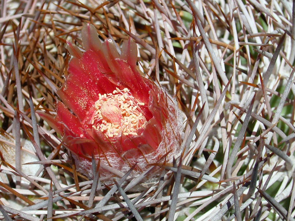 Eriosyce: il cactus resiliente dalle meravigliose fioriture