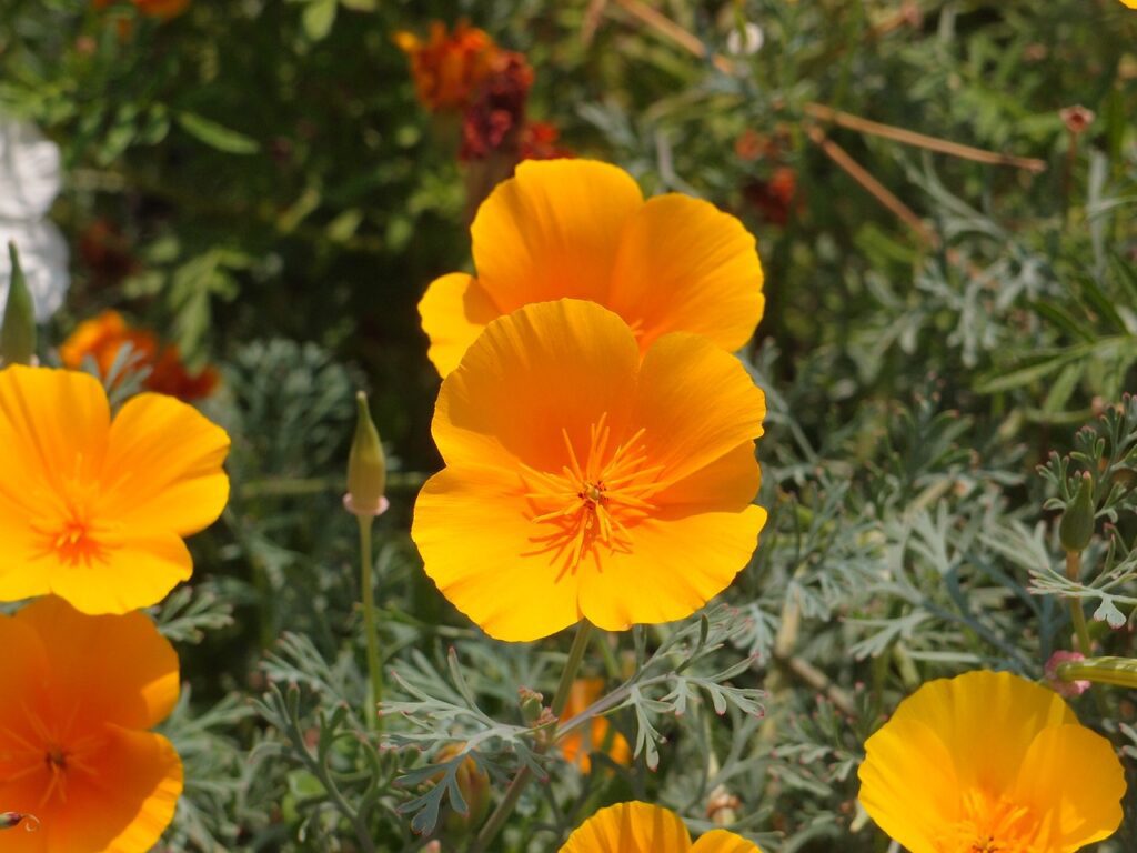 Eschscholzia: la pianta del benessere e del sonno naturale