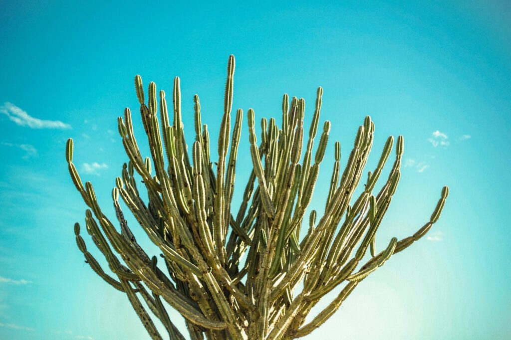 Escontria: il cactus spinoso dal fascino selvaggio