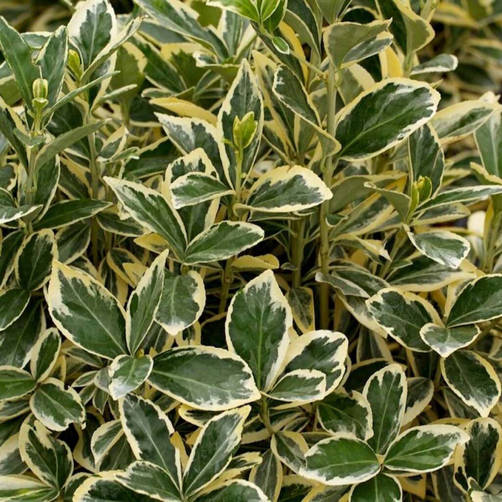 Euonymus