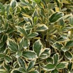 Euonymus