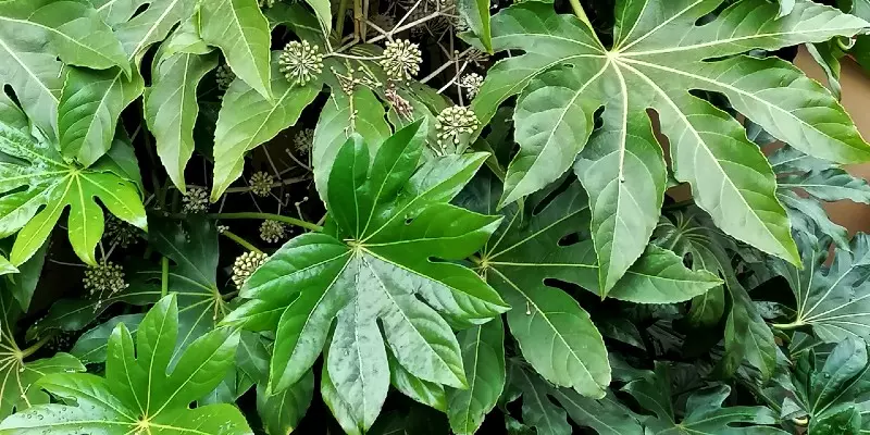 Fatsia Japonica