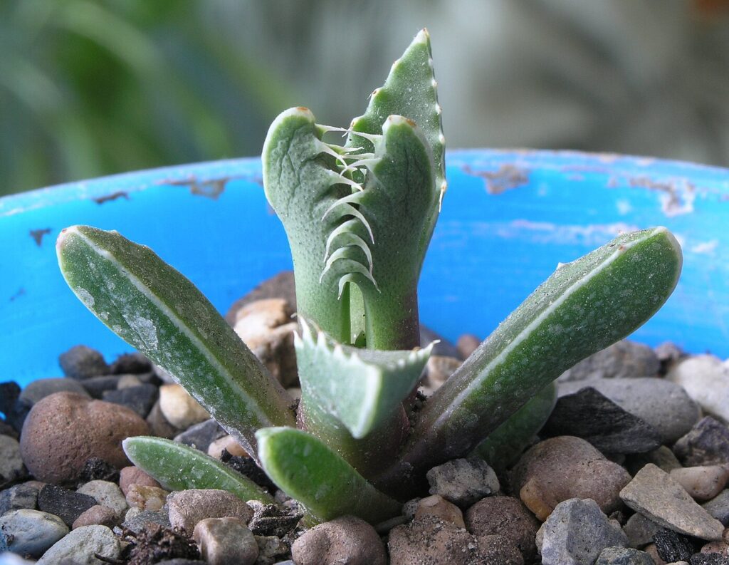 Faucaria: guida alla cura della succulenta dai denti di tigre