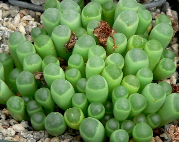 Fenestraria