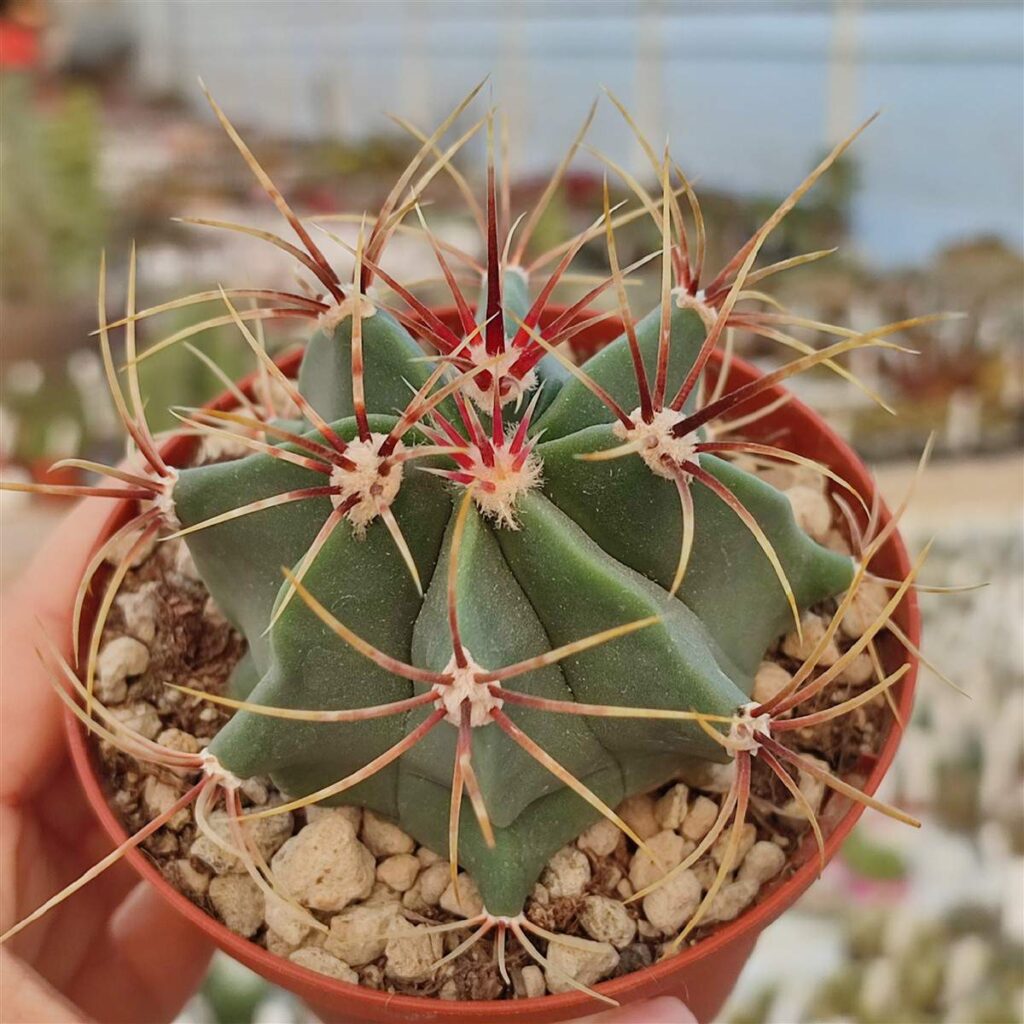 Ferocactus