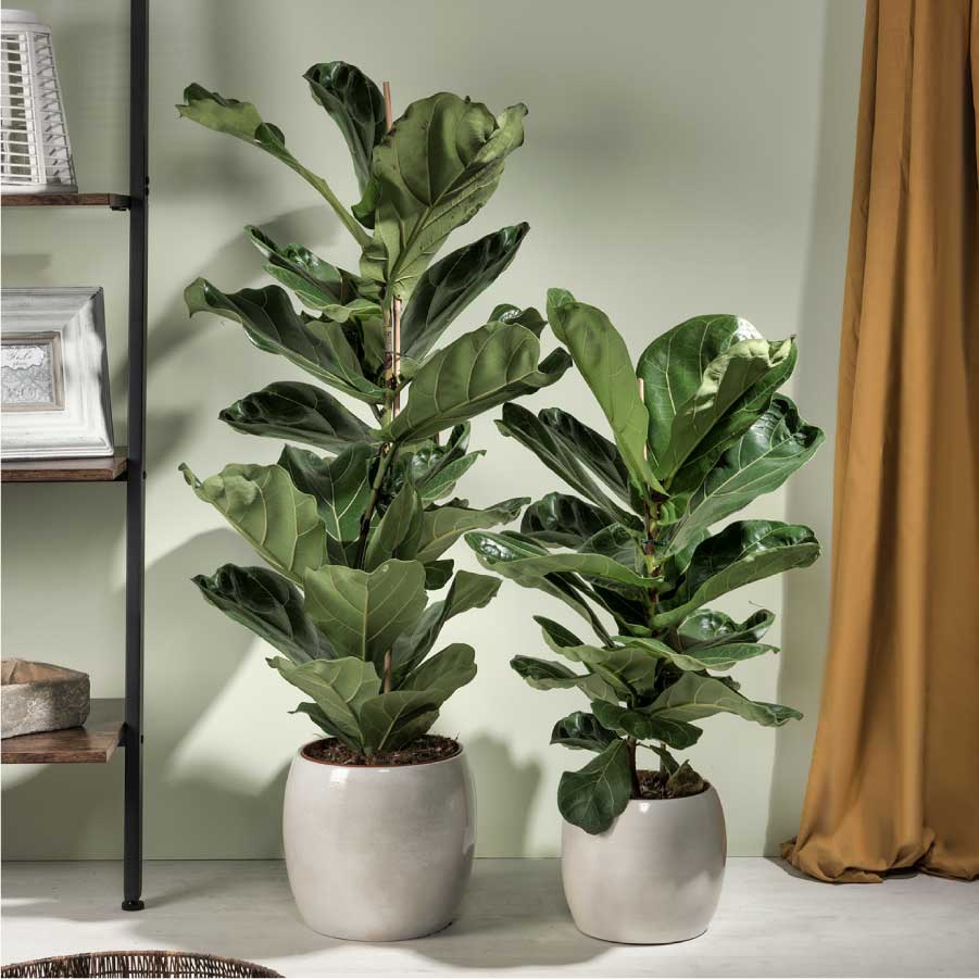 Ficus Lyrata
