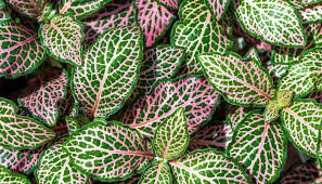 Fittonia