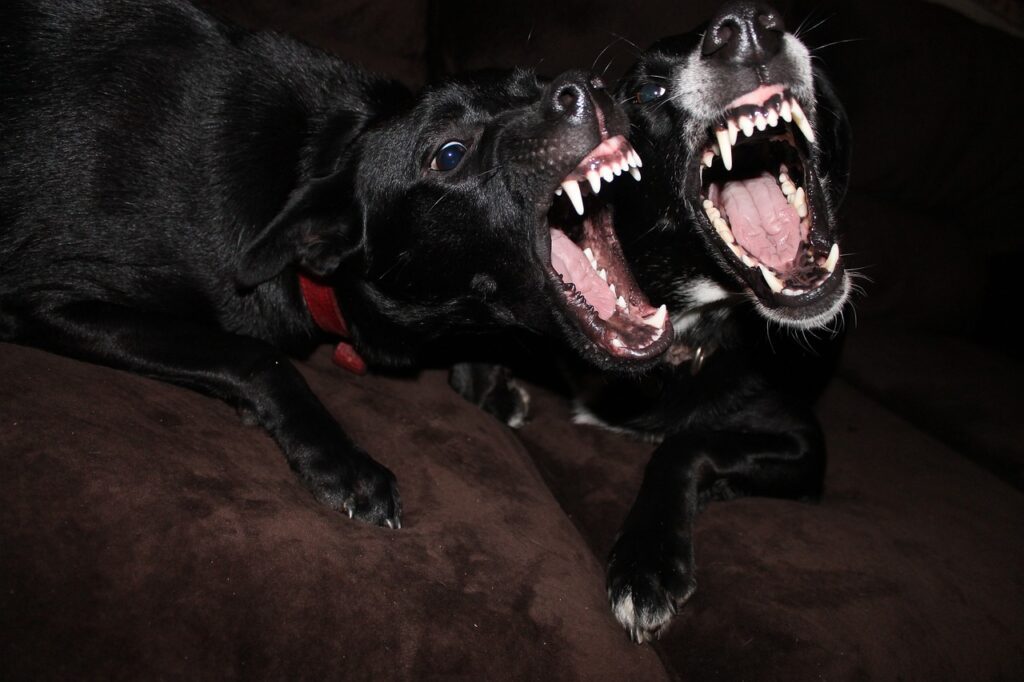 Fobie dei cani: come superare la cinofobia