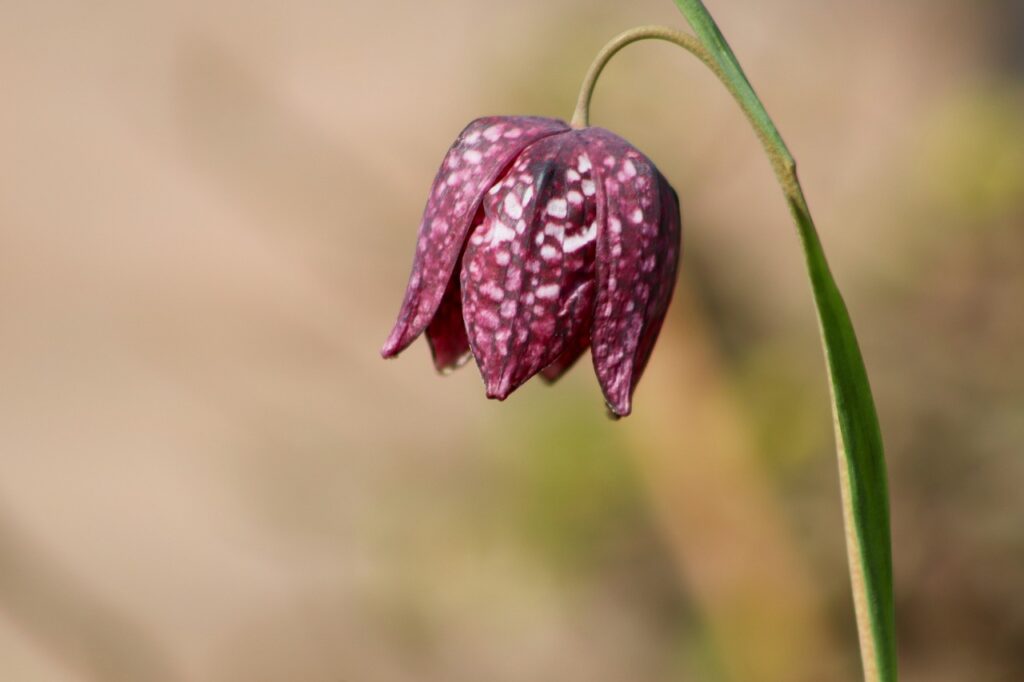 Fritillaria: caratteristiche, significato e coltivazione