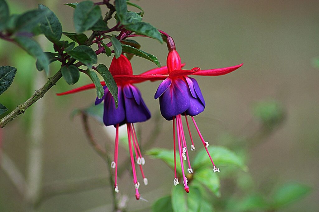 Fuchsia: l’eleganza dei fiori pendenti