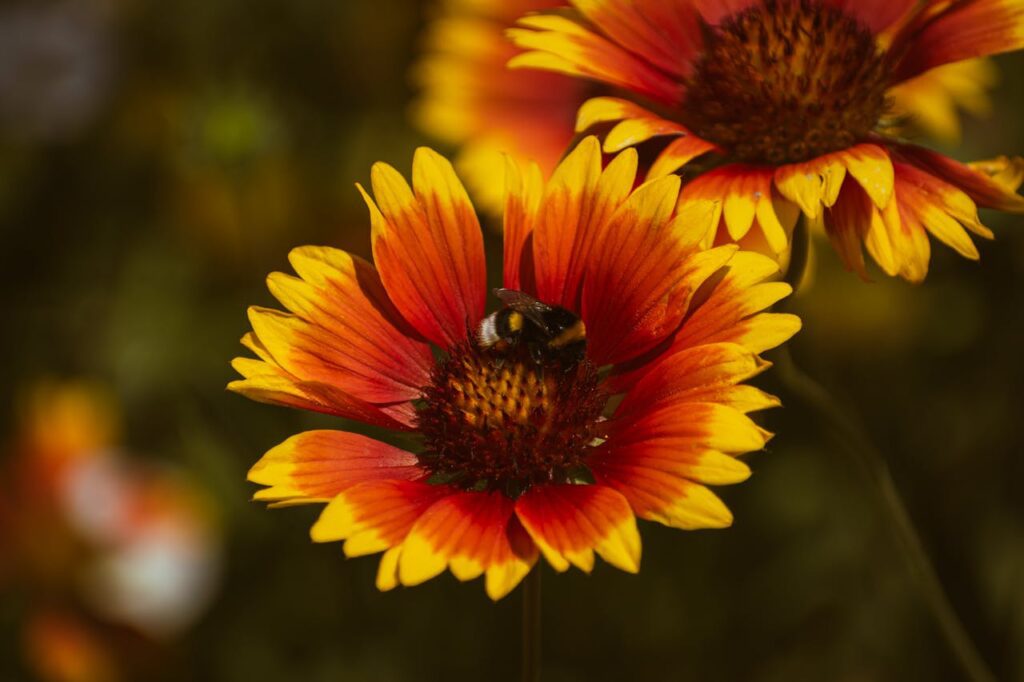 Gaillardia: il fiore dai colori vivaci e resistenti