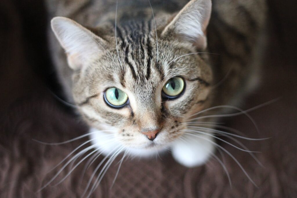 Problemi al pancreas nei gatti: come riconoscerli e affrontarli