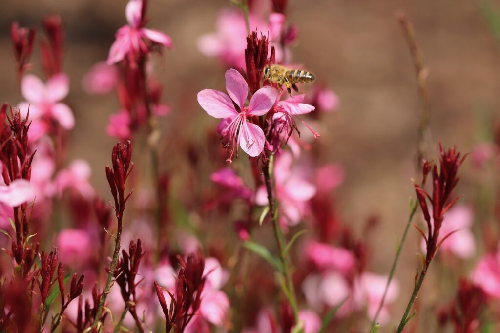 Gaura: una pianta elegante per il tuo giardino
