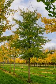 Ginkgo Biloba