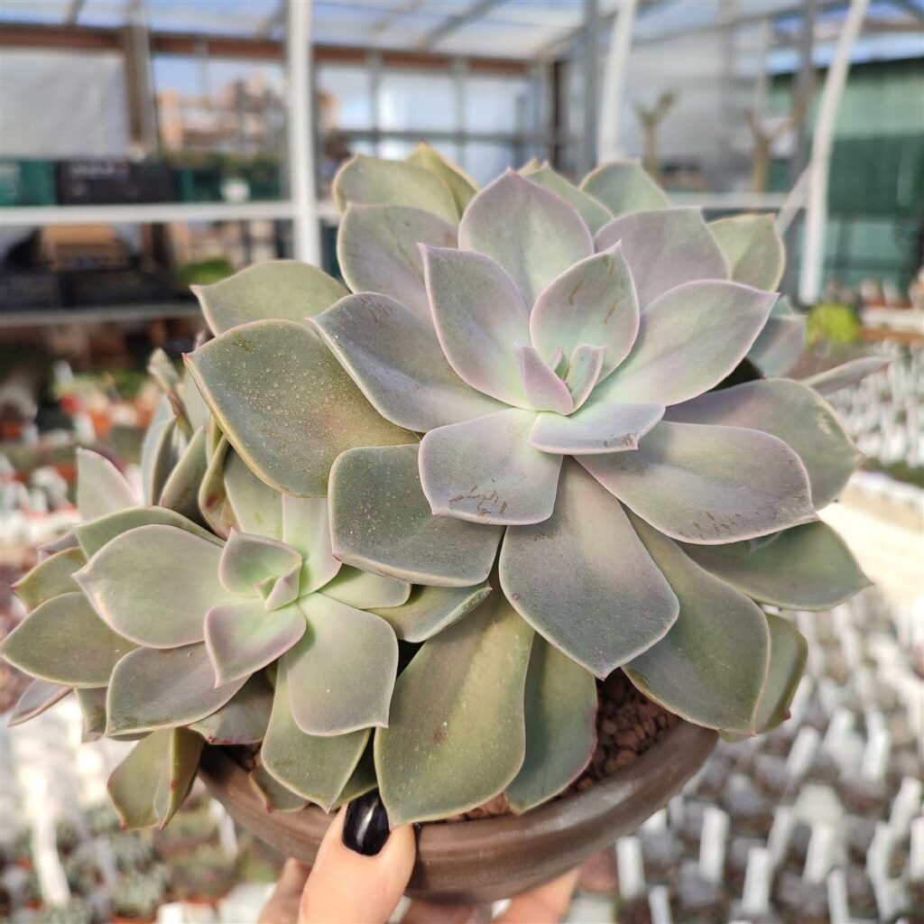 Graptopetalum