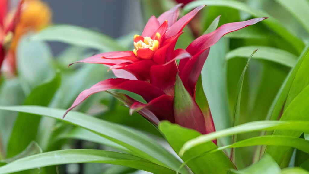 Guzmania