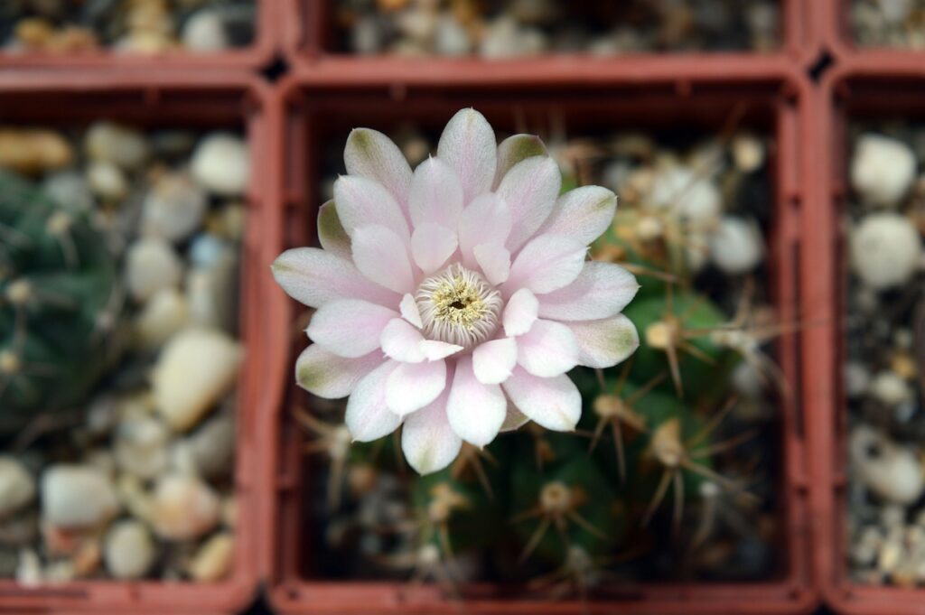 Gymnocalycium: un affascinante gioiello tra i cactus