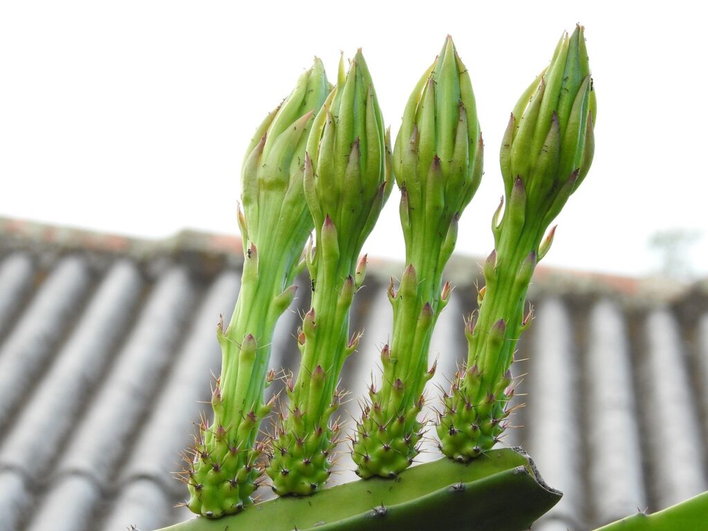 Harrisia: la pianta succulenta che incanta e sorprende