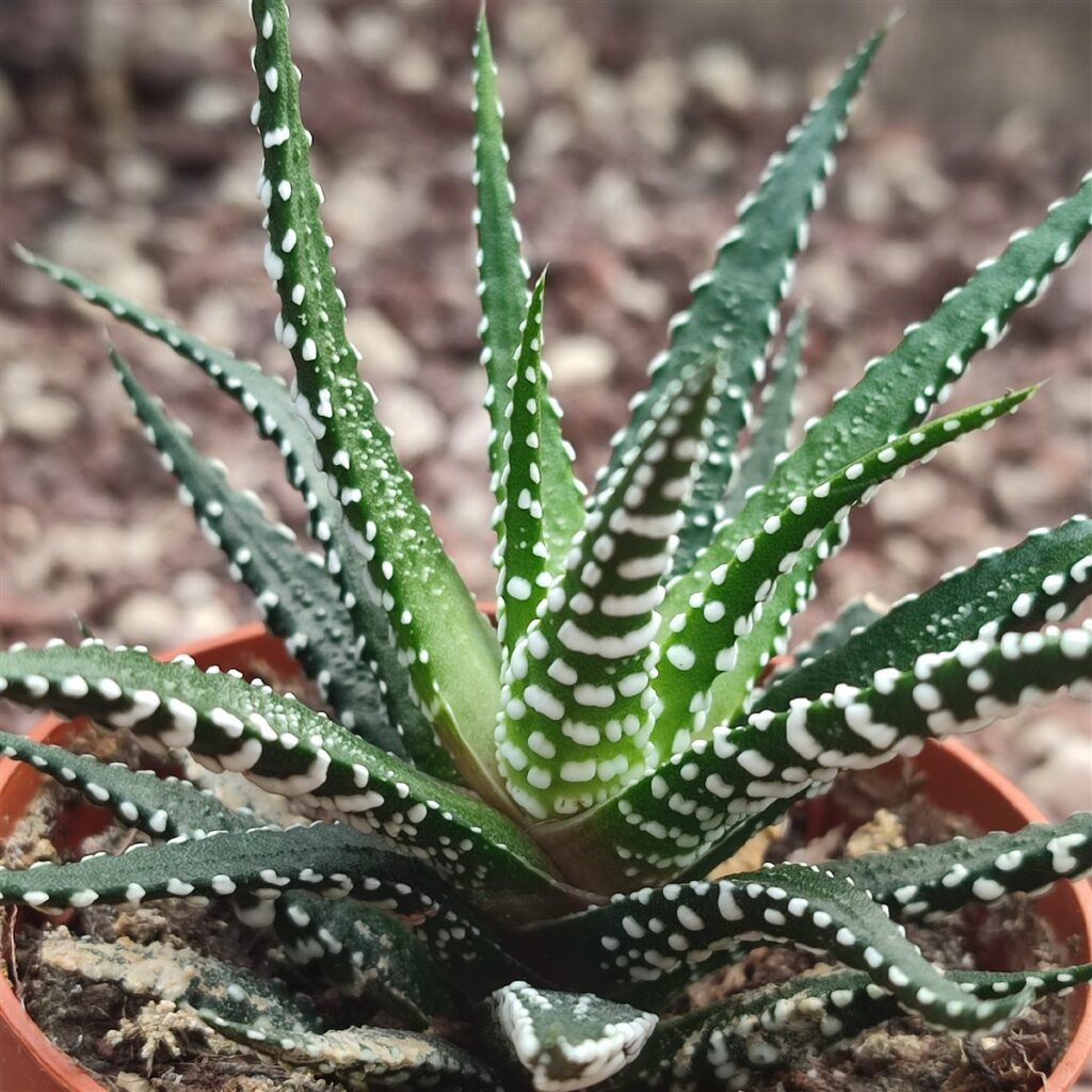 Haworthia