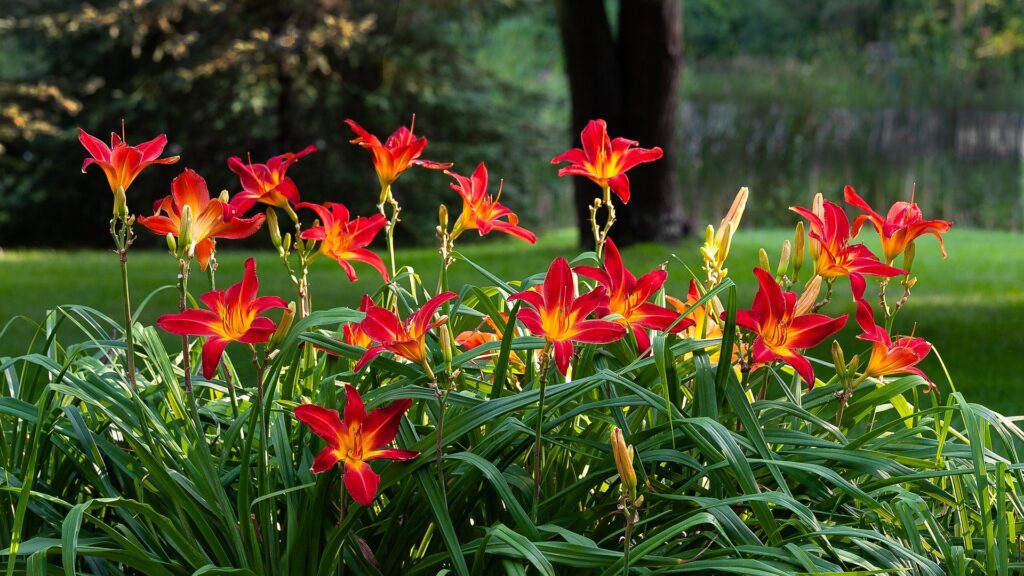 Hemerocallis: la pianta dai fiori di un giorno