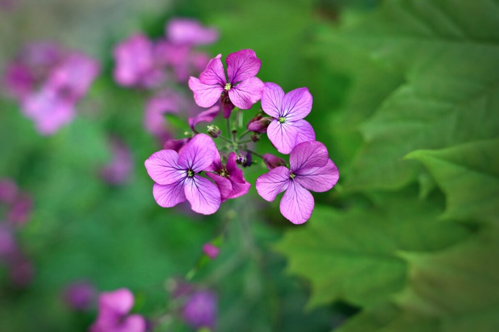 Hesperis: una pianta affascinante e versatile