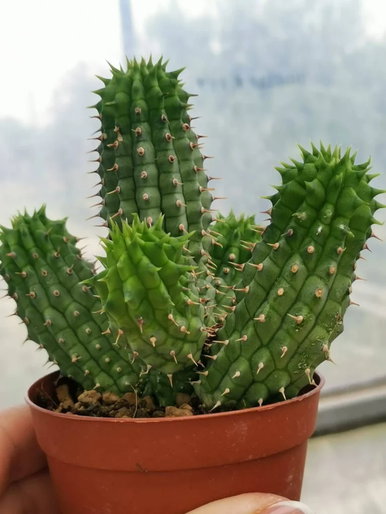 Hoodia