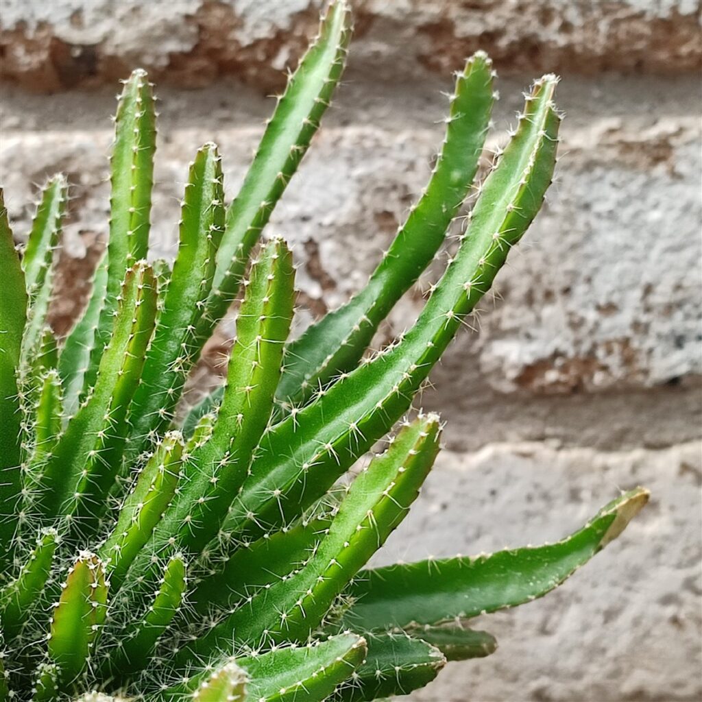 L’Hylocereus