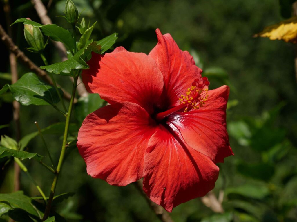 Ibisco