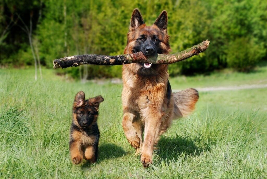 Infarto cane: sintomi, cause e come intervenire