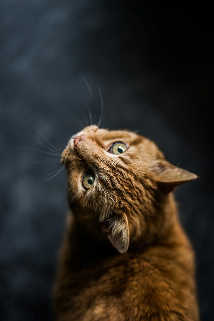Ipertensione felina: cause, sintomi e gestione