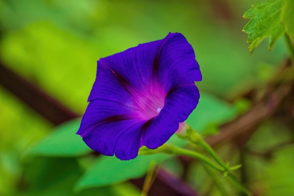 Ipomoea: il genere delle piante rampicanti e ornamentali