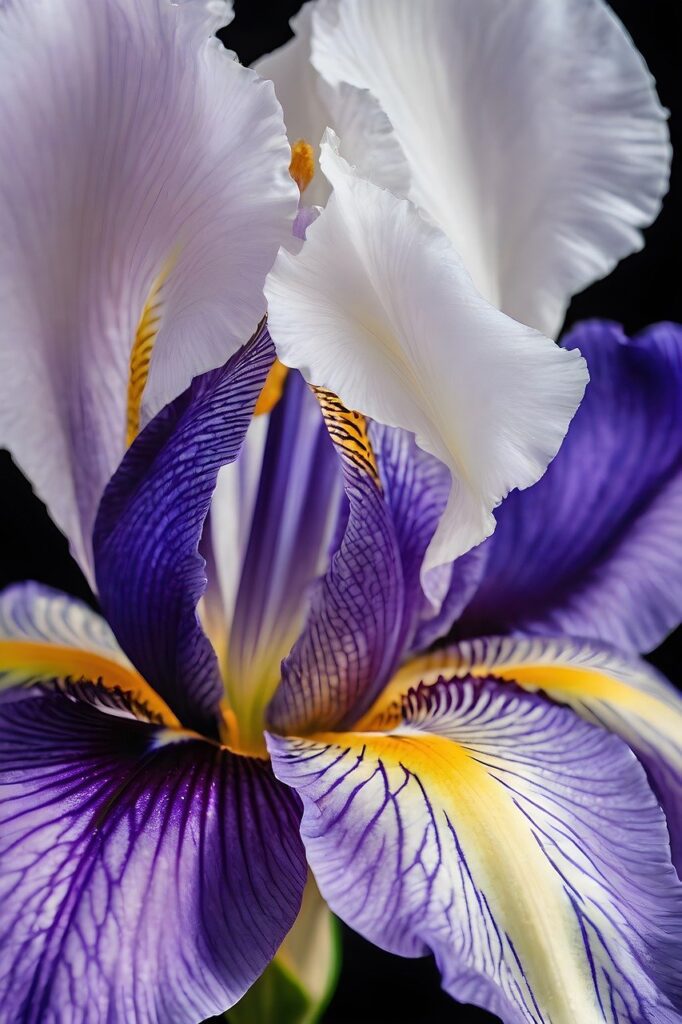 Iris: un fiore dai mille significati e colori