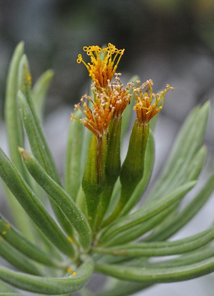 Kleinia: una pianta unica per il tuo giardino o spazio interno