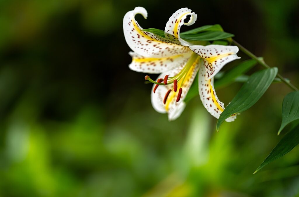 Lilium: il re dei fiori per giardini e composizioni floreali