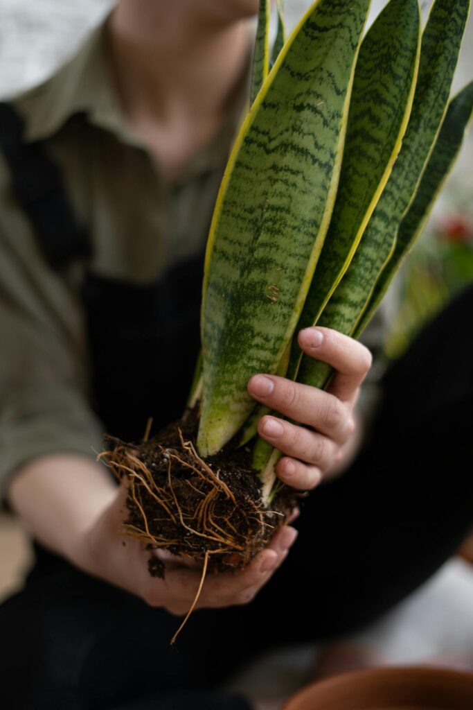 Lingua di suocera (Sansevieria): la pianta versatile e resistente