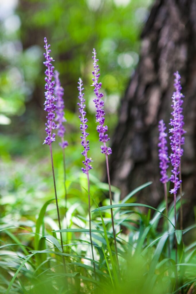 Liriope: la pianta versatile per giardini eleganti e facili da gestire