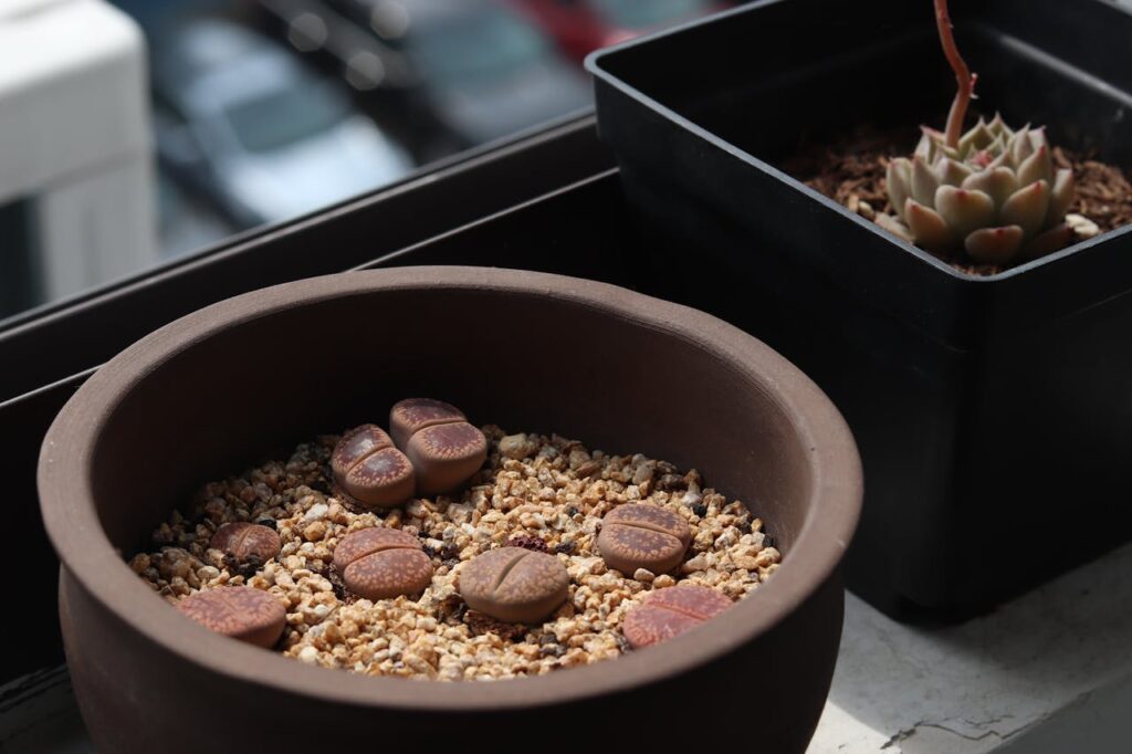 Lithops: le "pietre viventi" del deserto