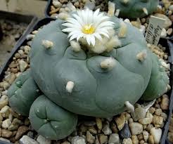 Lophophora