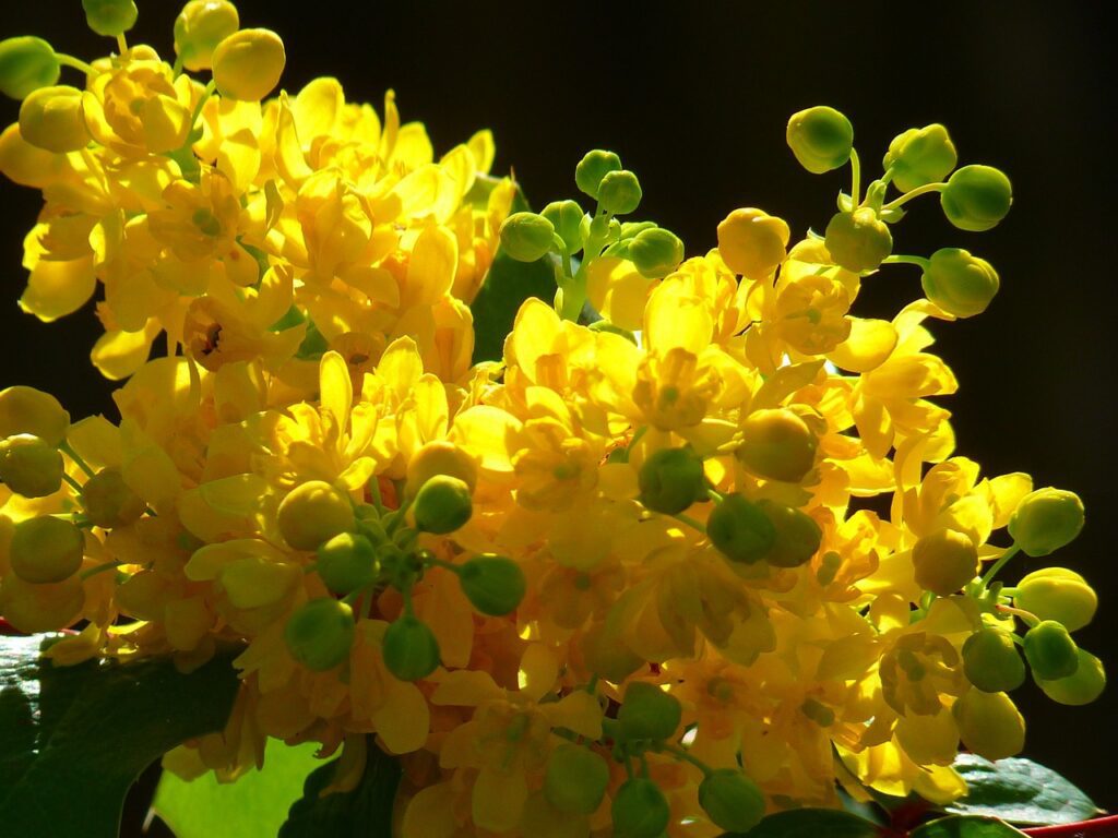 Mahonia: la pianta ornamentale dalle propriet&agrave; terapeutiche