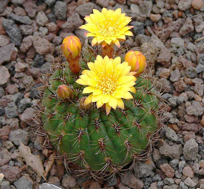 La Matucana