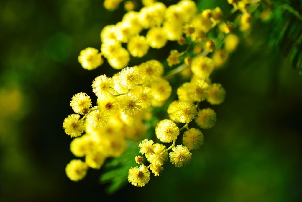 Mimosa: simbolo di delicatezza e rinascita