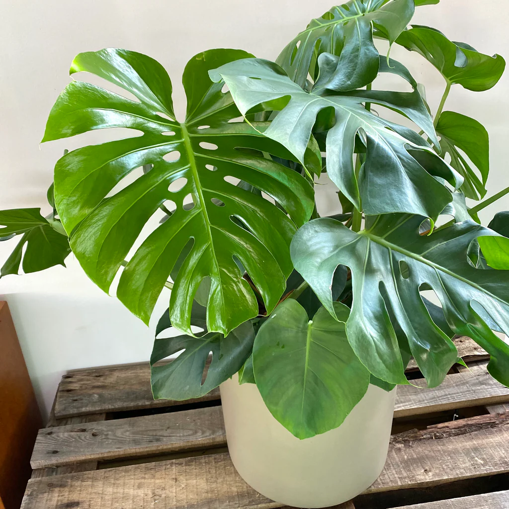 Monstera Deliciosa
